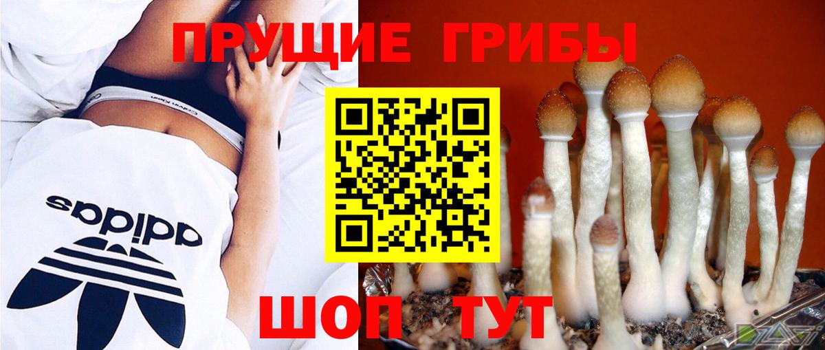 Бердск  Псилоцибиновые грибы Psilocybe  Вход с VPN 